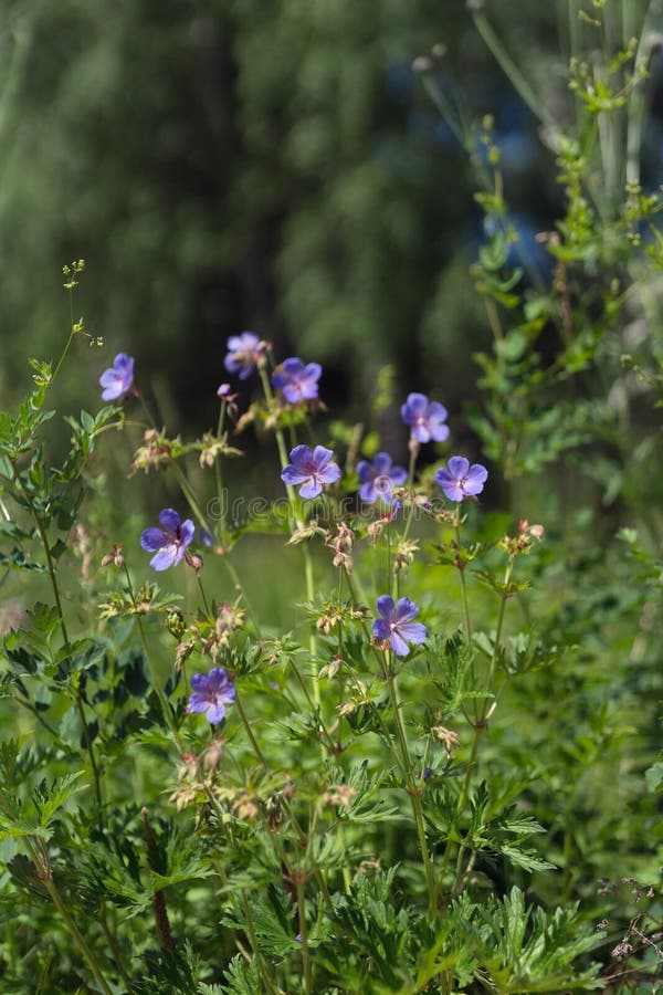 Flowers of meadow cranesbill {Geranium pratense} bloom on a green meadow in the forest royalty free stock photography Flowers of meadow cranesbill {Geranium pratense} bloom on a green meadow in the forest royalty free stock photography