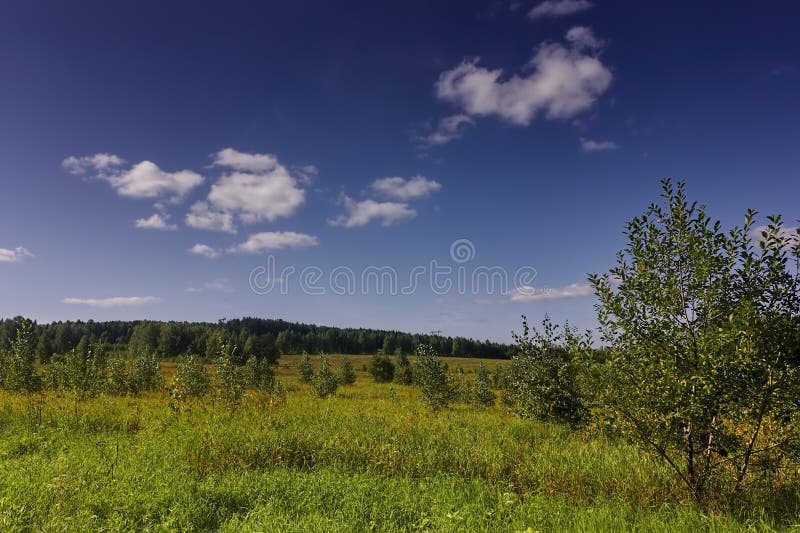 Letné lúka krajina s trávou poľné kvety na pozadí lesa