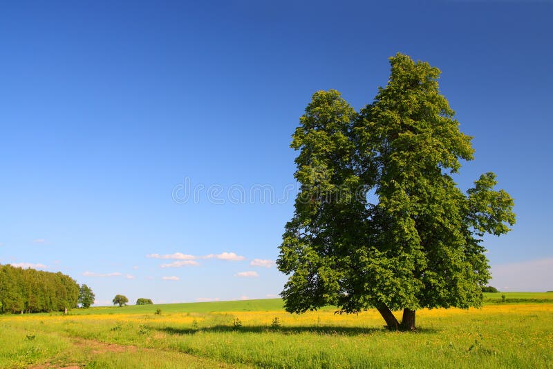 Summer landscape with lime tree