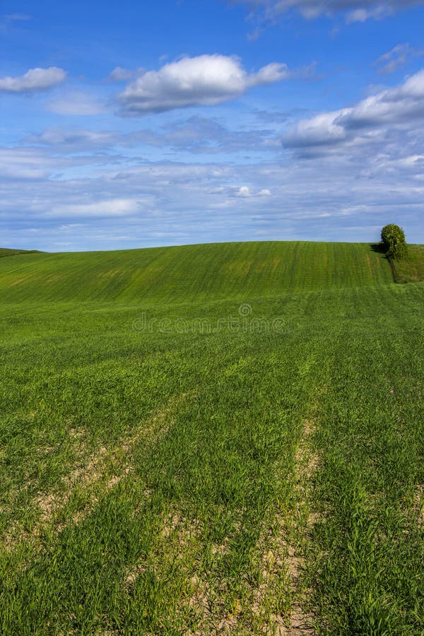 Summer landscape with a lonely tree background royalty free stock image Summer landscape with a lonely tree background royalty free stock image