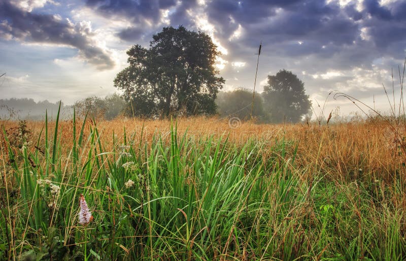 Summer landscape of morning meadow with trees on horizon and cloudy sky. Spring nature. Scenic field at early morning.