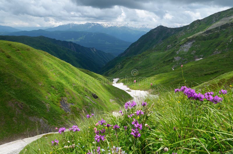 Summer landscape in the mountains with pink flowers