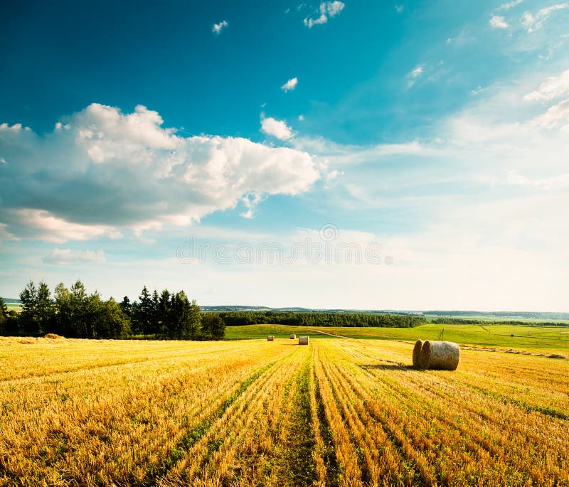 Summer Landscape with Mown Wheat Field and Clouds