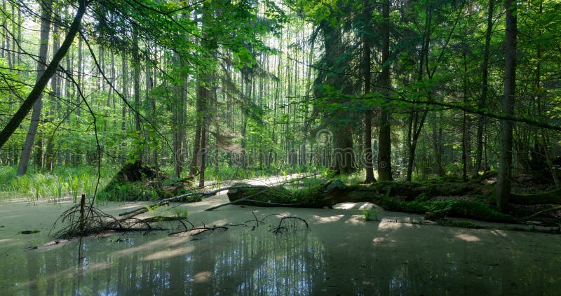 Summer landscape of old forest and broken tree
