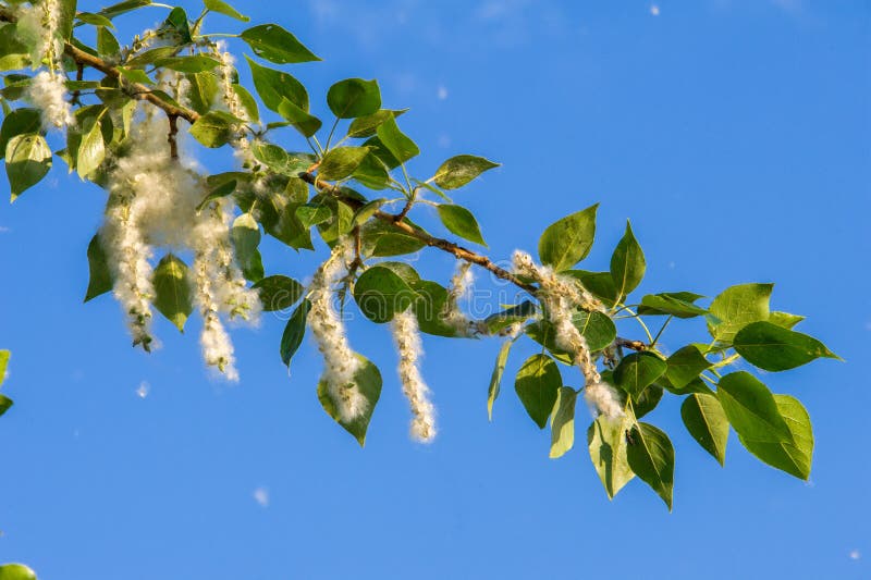 Summer landscape. Poplar fluff. Poplar fluff is not to blame for