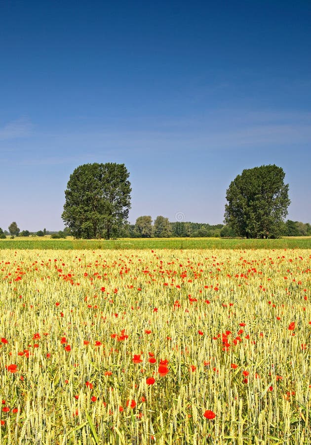 Summer landscape. Poppies and trees behind