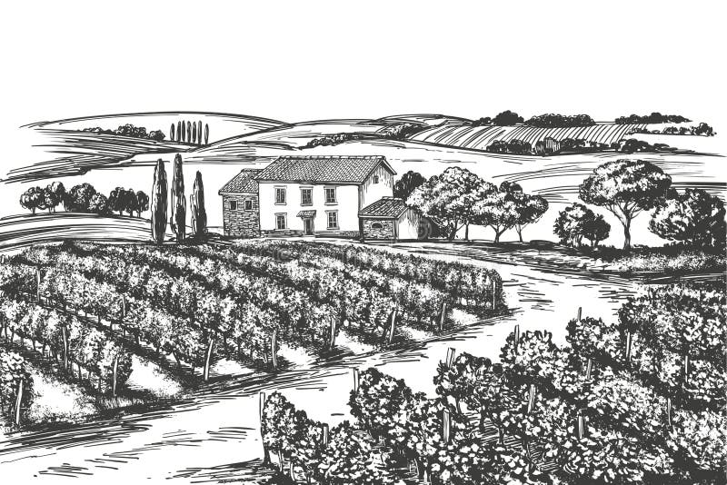 Summer landscape, Provence, grape vine, Vineyard, hand drawn vector illustration realistic sketch