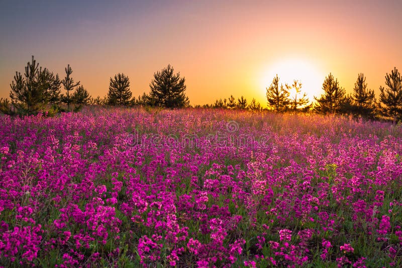 Summer landscape with purple flowers on a meadow and sunset