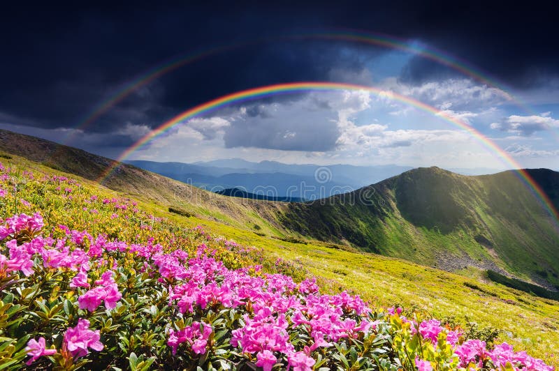 Summer landscape with rhododendron flowers and a rainbow in the