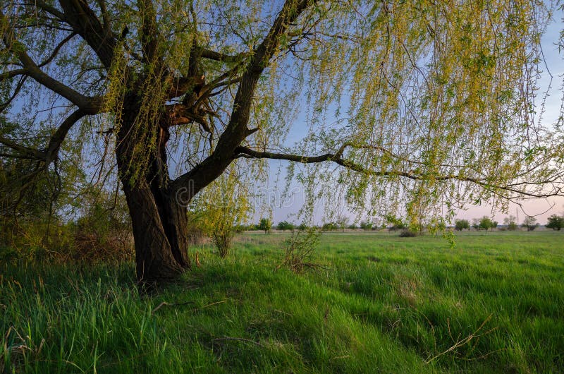 Summer Landscape Showing Old Willow Tree on the Meadow at Dusk Stock