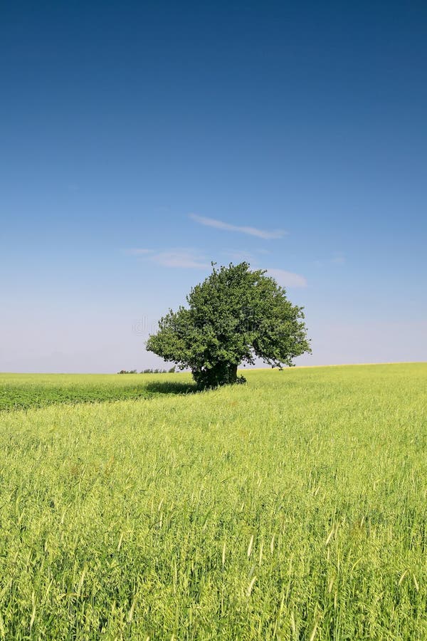 Summer landscape. Single tree on a field