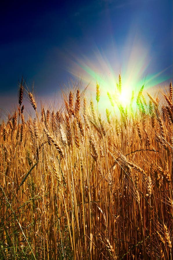 Summer landscape and splendid sunset.