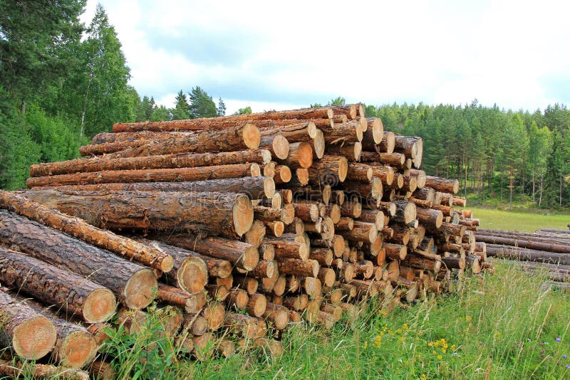 Summer Landscape with Stack of Pine Logs royalty free stock photo