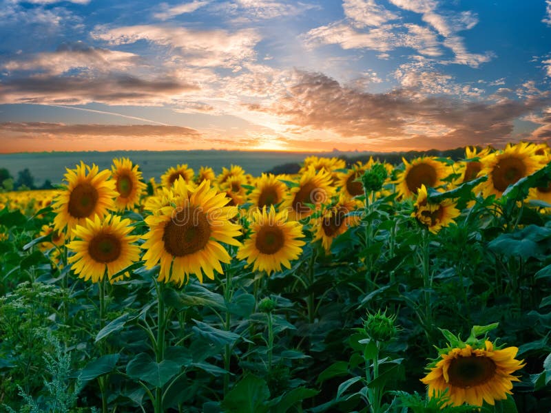 Summer landscape with sunflowers field