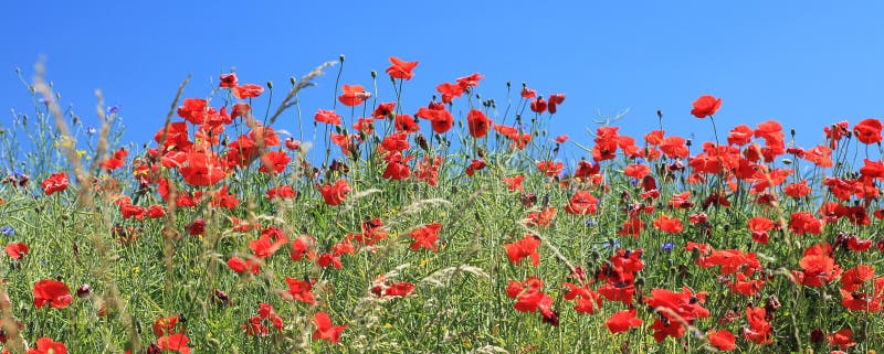 Summer landscape with wheat field poppies flowers, blue sky