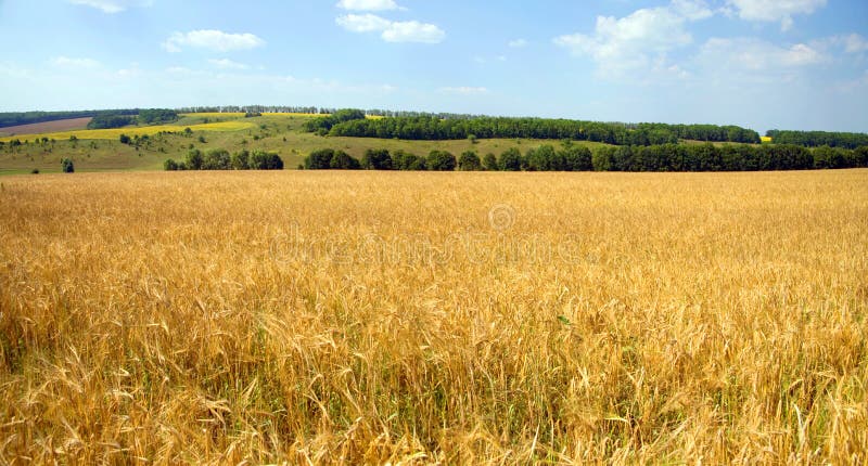 Summer landscape a wheat field in Ukrainian