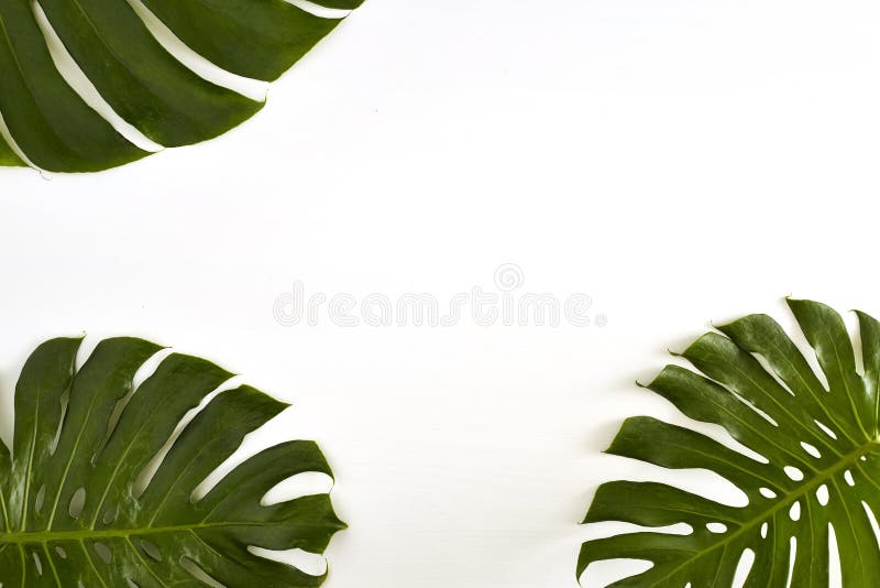 Summer Large green tropical monstera leaf stock image Summer Large green tropical monstera leaf stock image