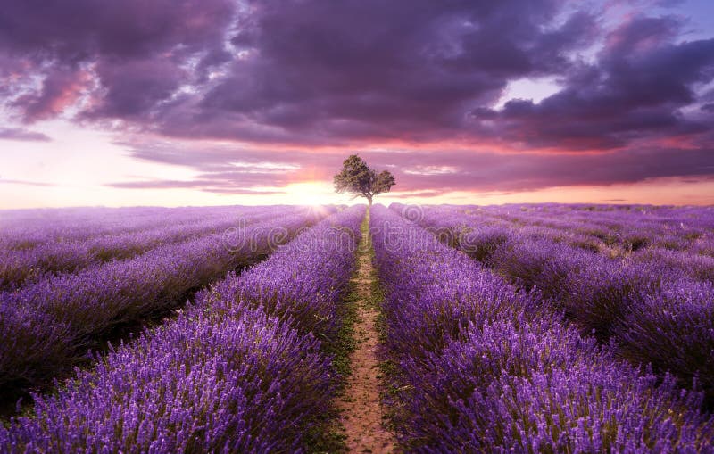 Field in Bloom stock photo. Image of leaf, concept, petal - 5975580