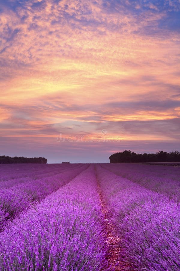 Západ slunce nad letní levandulové pole v Provence, Francie.