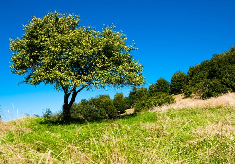 Summer lonely tree