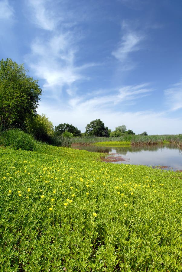 Summer Marsh and Meadow