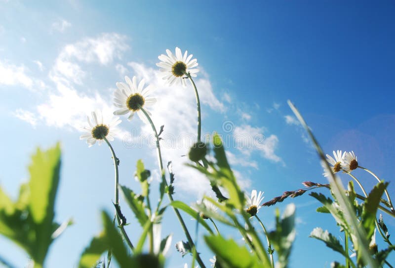 Summer meadow