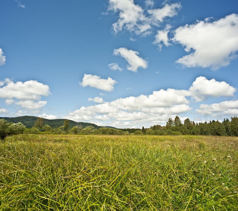 Summer meadow stock photo Summer meadow stock photo