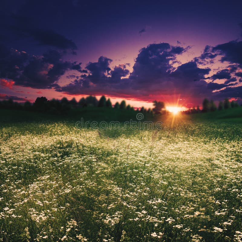 Summer meadow on the dusk