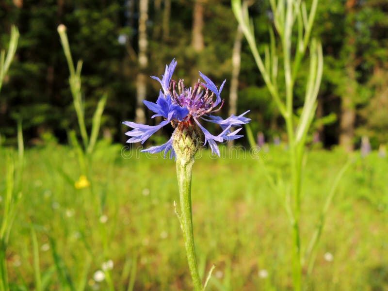 Summer Meadow Flower Cornflower on the Fields of Belarus Stock Image