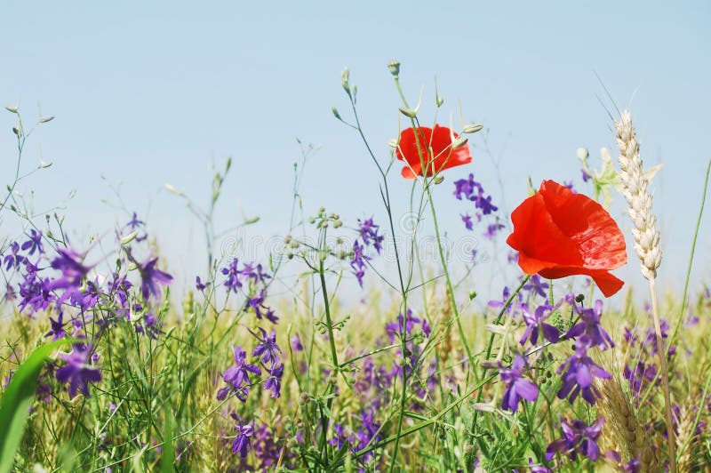 Summer meadow flowers