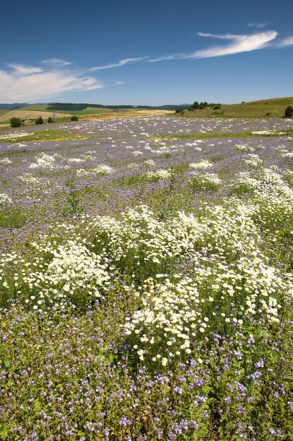 Summer meadow with flowers stock photography