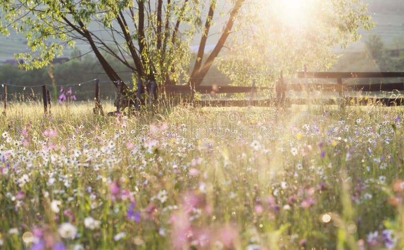 Summer meadow full with daisies after rain