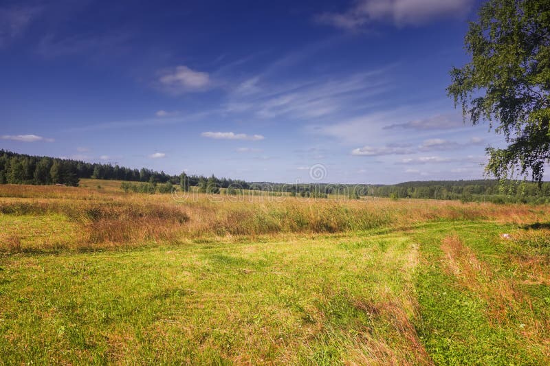 Letné lúka krajina s trávou poľné kvety na pozadí lesa