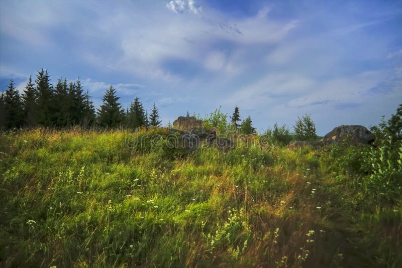 Letní luční krajina se zelenou trávou a divokými květinami na pozadí jehličnatého lesa