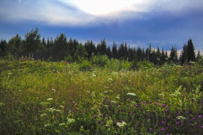 Letní luční krajina se zelenou trávou a divokými květinami na pozadí jehličnatého lesa