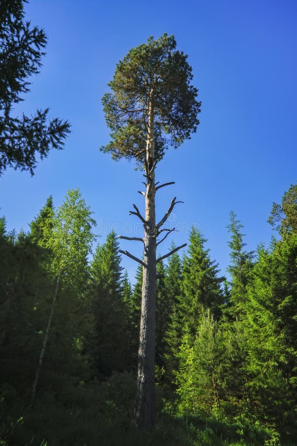 Letná lúčna krajina so zelenou trávou a divokými kvetmi na pozadí ihličnatého lesa