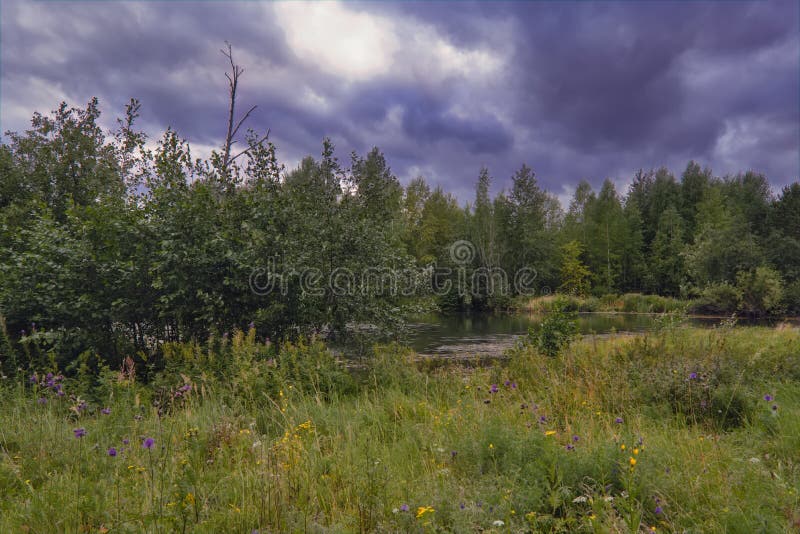 Summer meadow landscape with green grass and wild flowers on the background of a forest