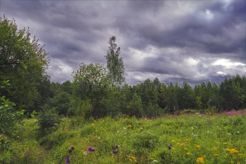 Letná lúčna krajina so zelenou trávou a divokými kvetmi na pozadí lesa