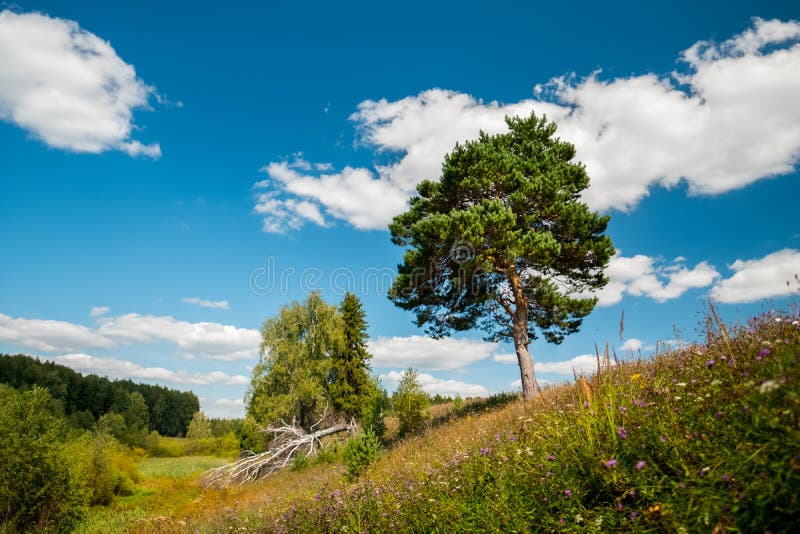 Summer Meadow with Pine Tree Stock Photo Image of summer, outdoor