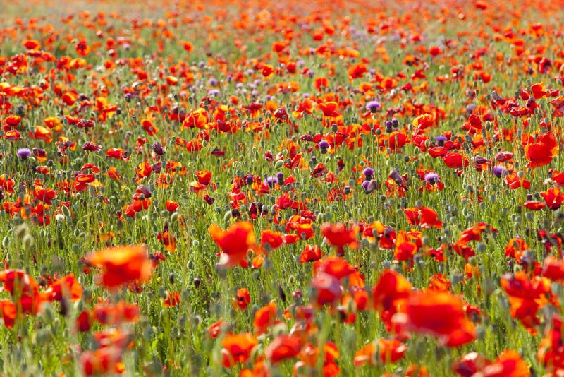 Summer Meadow / Poppy Field