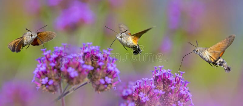 Summer meadow with red poppies and Hawk Moths Hummingbirds