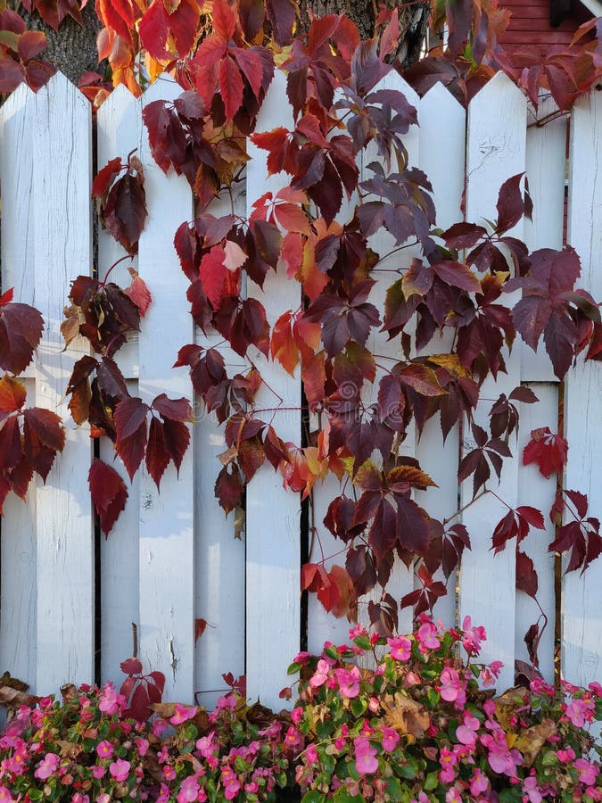 Beautiful pink flowers meet grape leaves in october, autumn, fall, nature, summer. Beautiful pink flowers meet grape leaves in october, autumn, fall, nature, summer