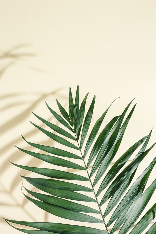 Summer Minimal Background with Natural Green Palm Leaves with Sun Shadows.  Pastel Colored Aesthetic Photo Stock Photo - Image of decor, concept:  215569432