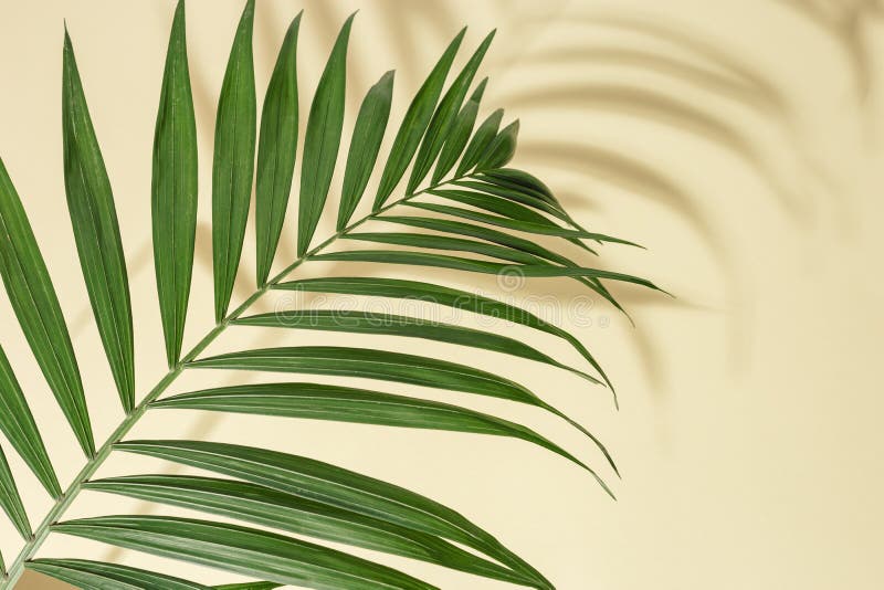Mùa hè tràn đầy cảm hứng với Summer green palm leaves, những chiếc lá cọ xanh đầy mát mẻ và thu hút sẽ giúp bạn tìm lại sự thư thái và tinh thần sảng khoái.