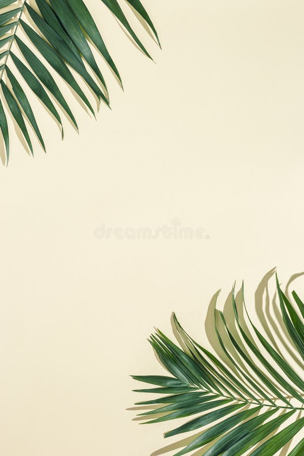 Summer Minimal Background with Natural Green Palm Leaves with Sun Shadows.  Pastel Colored Aesthetic Photo Stock Image - Image of sunlight, trendy:  220855401