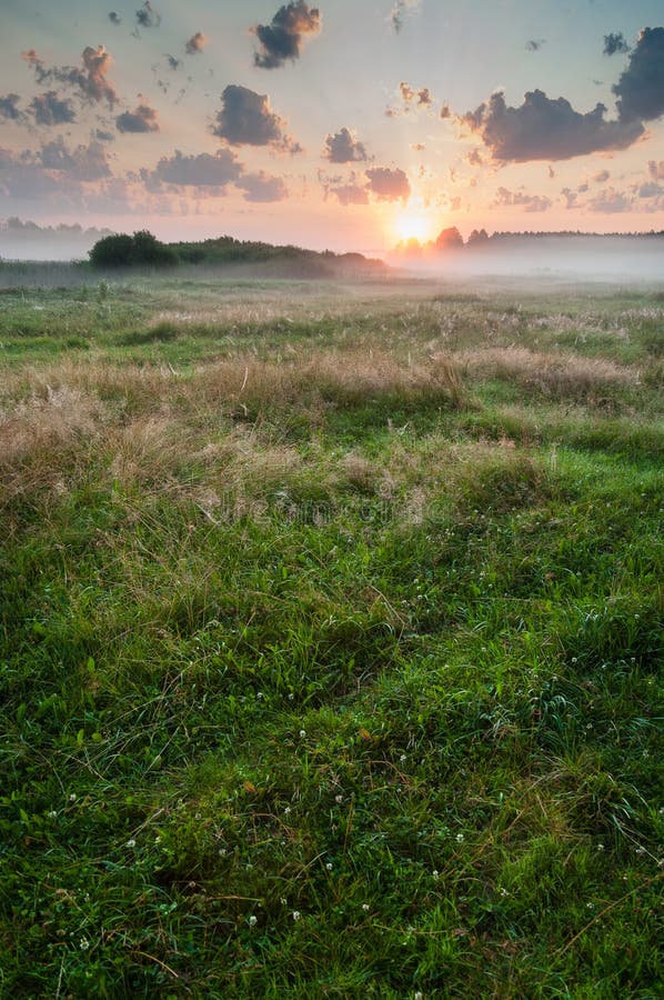 Summer misty dawn on the meadow royalty free stock images