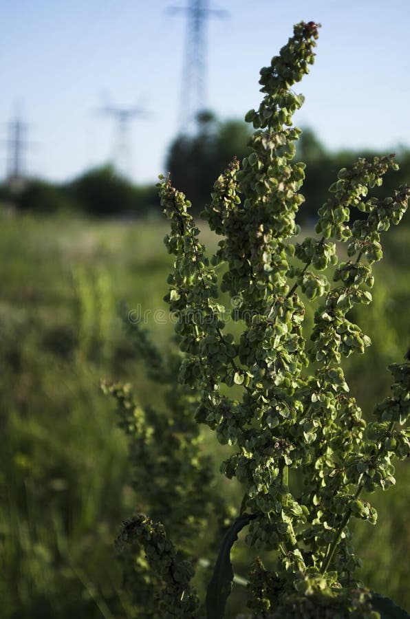 Green bush horse sorrel in the sun stock images Green bush horse sorrel in the sun stock images
