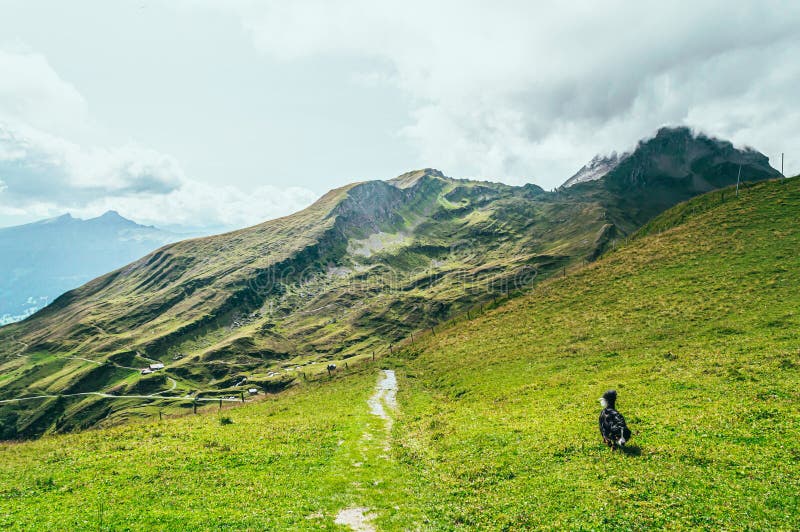 Summer Mountain Landscape With Green Grass And Mountain Peaks Summer Mountain Landscape With Green Grass And Mountain Peaks