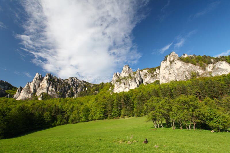 Summer in mountains, rock, green bush