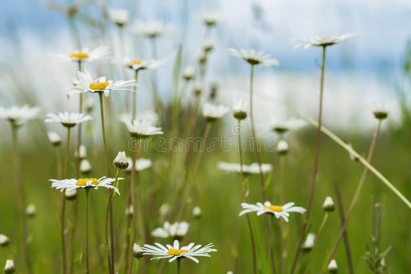 Summer natural background, ecology, green planet concept: Beautiful blooming wild flowers of white camomiles against
